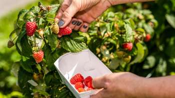 Vers geplukte aardbeien direct van de struik op Neufeldhof - seizoensfruit om zelf te plukken in Liechtenstein.