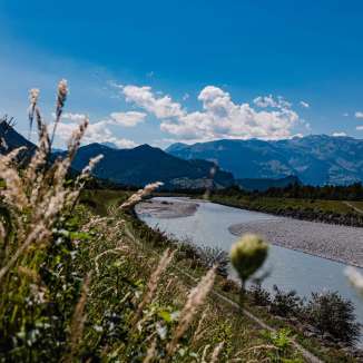Uitzicht op de Rijn met grindbanken en Alpenpanorama op een zonnige dag in Liechtenstein, met grassen en wilde bloemen op de voorgrond