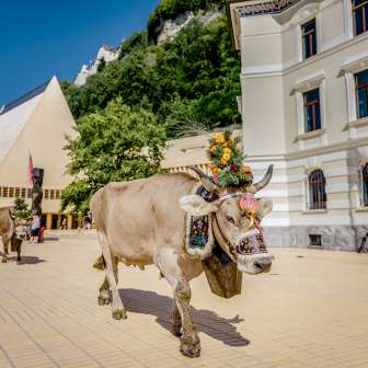 Met bloemen versierde koe tijdens de traditionele alpiene rit door de regeringswijk in Vaduz, met het parlementsgebouw van Liechtenstein op de achtergrond