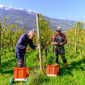 Twee wijnboeren oogsten druiven in een zonnige wijngaard in Liechtenstein met uitzicht op de Alpen op de achtergrond