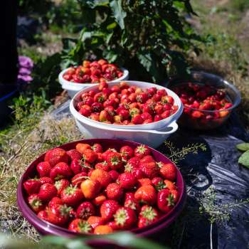 Vers geplukte aardbeien in grote bakken op het veld van Bangshof - seizoensfruit van eigen teelt.