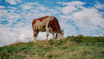 Een bruin-witte koe staat op een groene weide onder een blauwe hemel in Liechtenstein - een symbool voor het op de juiste manier houden van dieren en de nabijheid van de natuur.