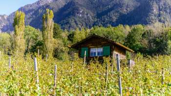 Idyllische houten hut midden in de wijngaarden van Liechtenstein, omringd door herfstkleurig gebladerte.