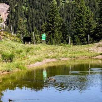 Eenden zwemmen op het rustige Saasmeer in Malbun, Liechtenstein, omringd door naaldbossen en groene berglandschappen