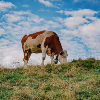 Een bruin-witte koe staat op een groene weide onder een blauwe hemel in Liechtenstein - een symbool voor het op de juiste manier houden van dieren en de nabijheid van de natuur.