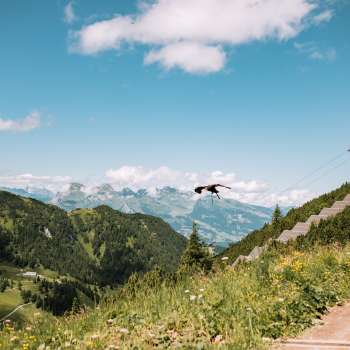 Adelaar vliegt in de bergen van Liechtenstein