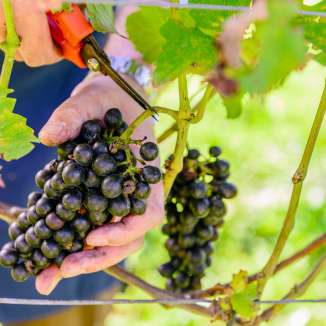 Close-up van een hand die rijpe donkere druiven van een wijnstok knipt met een schaar tijdens de druivenoogst in Liechtenstein
