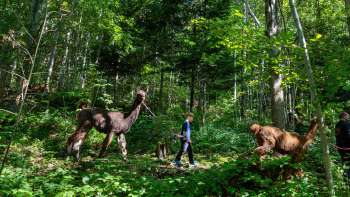 Lama's en alpaca's trekken door het schaduwrijke bos