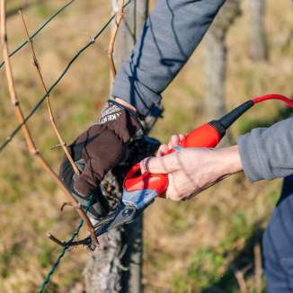Snoeien in de wijngaard met een elektrische snoeischaar als onderdeel van de bijna-natuurlijke wijnbouw in Liechtenstein