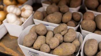 Vers geoogste aardappelen uit eigen productie in de boerderijwinkel van Neufeldhof - regionaal en natuurlijk.