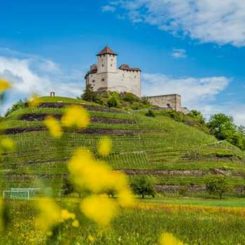 Burcht Gutenburg torent uit boven een groene wijngaard met felgele bloemen