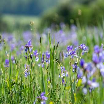 Close-up van paarse irissen in een weide in Natuurreservaat Ruggeller riet Liechtenstein op een zonnige zomerdag.