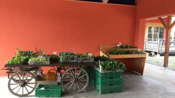 Houten trolley beplant met verse groentezaailingen in de overdekte buitenruimte van de Birkahoflädile - directe verkoop in Liechtenstein.