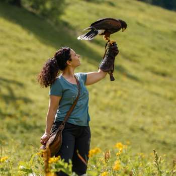 Harris-Hawk zit op de hand van een vrouw