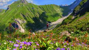 Bloeiende alpenweiden met paarse en rode bloemen tegen de imposante berghelling van Alp Lawena in Liechtenstein - een paradijs voor wandelaars in de zomer.