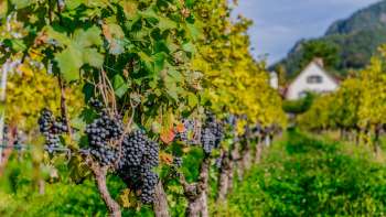 Rijpe blauwe druiven hangen aan de wijnstokken van een zonnige wijngaard in Vaduz