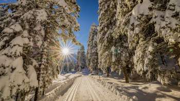 Winter langlaufloipe door besneeuwd bos bij Steg met zon op de achtergrond