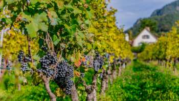Rijpe blauwe druiven hangen aan de wijnstokken van een zonnige wijngaard in Vaduz