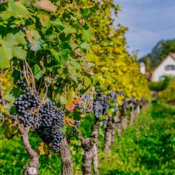 Rijpe blauwe druiven hangen aan de wijnstokken van een zonnige wijngaard in Vaduz