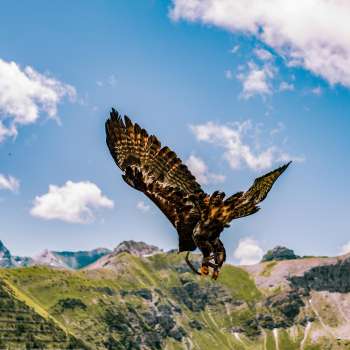 Adelaar vliegt in de bergen van Liechtenstein