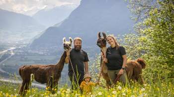 Wandelen met lama's en alpaca's in de bergen van Liechtenstein
