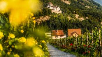 Bloeiende wijngaard met uitzicht op het kasteel van Vaduz in de avondzon. Bloeiende wijngaard met uitzicht op het kasteel van Vaduz in de avondzon.