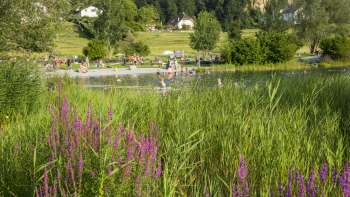 Bloeiende weidebloemen voor het zwemmeer Grossabünt - een populaire excursiebestemming in Liechtenstein voor natuur- en zwemliefhebbers.