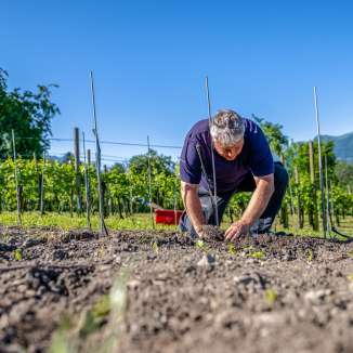Wijnboer plant jonge wijnstokken in een zonnige wijngaard in Liechtenstein voor een alpine landschap