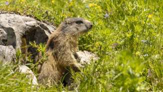 Marmot rekt zich uit zijn hol in het midden van een kleurrijke alpenweide in Malbun, omringd door groene grassen en wilde bloemen.