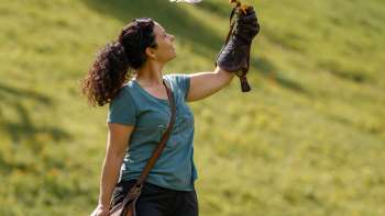 Harris-Hawk zit op de hand van een vrouw