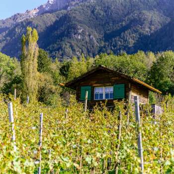 Kleine hut met groene luiken midden in een herfstige wijngaard tegen een alpine achtergrond