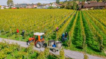 Arbeiders oogsten druiven in de wijngaarden van Hofkellerei Vaduz, met tractor en oogstcontainers.