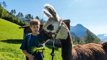 Kind voedt een lama in een weiland