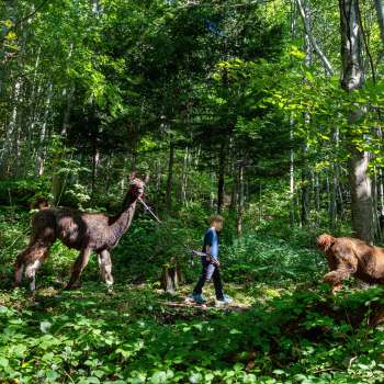 Lama's en alpaca's trekken door het schaduwrijke bos