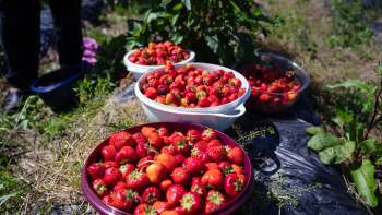 Vers geplukte aardbeien in grote bakken op het veld van Bangshof - seizoensfruit van eigen teelt.