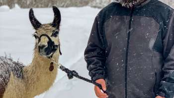 Wandelen met lama's en alpaca's in de bergen van Liechtenstein