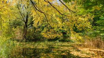 Kleurrijke herfstsfeer bij de vijver in natuurpark Haberfeld met gele bladeren en een rustig wateroppervlak.