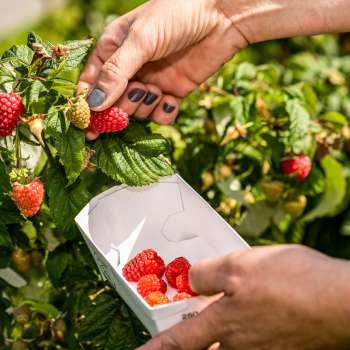 Vers geplukte aardbeien direct van de struik op Neufeldhof - seizoensfruit om zelf te plukken in Liechtenstein.