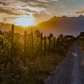 Wijngaarden van de Hofkellerei in Vaduz bij zonsondergang met uitzicht op de bergen - sfeervolle avondstemming in het Vorstendom Liechtenstein