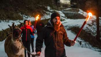 Groep op een begeleide lamawandeling in het besneeuwde Liechtenstein met fakkels - sfeervol outdooravontuur voor jong en oud.