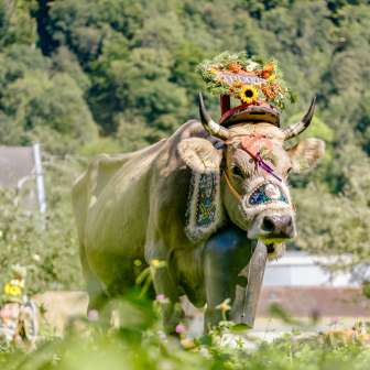 Koe met uitgebreide bloemdecoraties en traditionele bel tijdens de traditionele alpiene rit in Liechtenstein, tegen een groene natuurlijke achtergrond