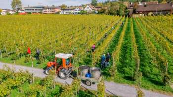 Arbeiders oogsten druiven in de wijngaarden van Hofkellerei Vaduz, met tractor en oogstcontainers.