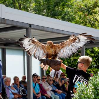 Een jongen houdt een roofvogel in zijn armen, geleid door een valkenier
