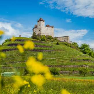 Lenteweiden met gele bloemen voor Burcht Gutenburg in Balzers - een populaire etappe op de "Liechtenstein-Weg" met een historisch panorama