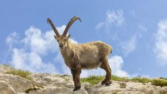 Een steenbok op een rots