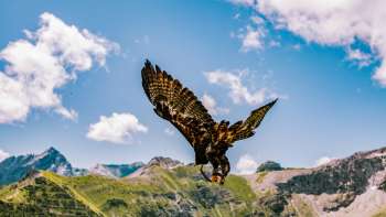 Adelaar vliegt in de bergen van Liechtenstein