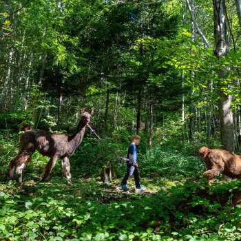 Lama's en alpaca's trekken door het schaduwrijke bos