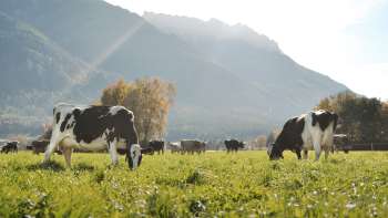Koeien grazen op een weelderige weide in Liechtenstein, met op de achtergrond een schilderachtige berg - een idyllisch beeld van duurzame landbouw.
