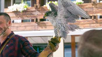 Valkenier met valk op zijn hand