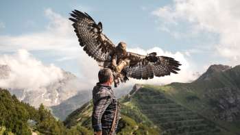 Valkenier Norman Vögeli presenteert een imposante steenarend tegen de achtergrond van een alpine berg - een indrukwekkend natuurspektakel op grote hoogte.